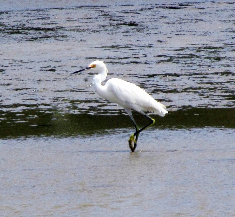 Grote zilverreiger / great egret Ardea alba Natuur Nature vogels birds Aruba Bonaire Curacao ABC eilanden Islands Nederlandse Antillen Dutch Antilles