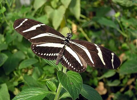 Zebra vlinder / zebra longwing Heliconius Erato