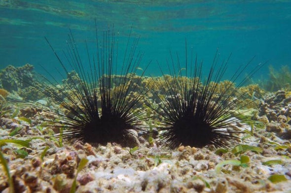 Natuur Nature koraal coral underwater coral reef koraalrif Duiken diving Snorkelen snorkeling Aruba Bonaire Curacao ABC eilanden Islands Nederlandse Antillen Dutch Antilles caribbean reef fish tropische vissen