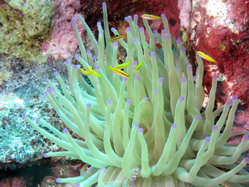Natuur Nature koraal coral underwater coral reef koraalrif Duiken diving Snorkelen snorkeling Aruba Bonaire Curacao ABC eilanden Islands Nederlandse Antillen Dutch Antilles caribbean reef fish tropische vissen