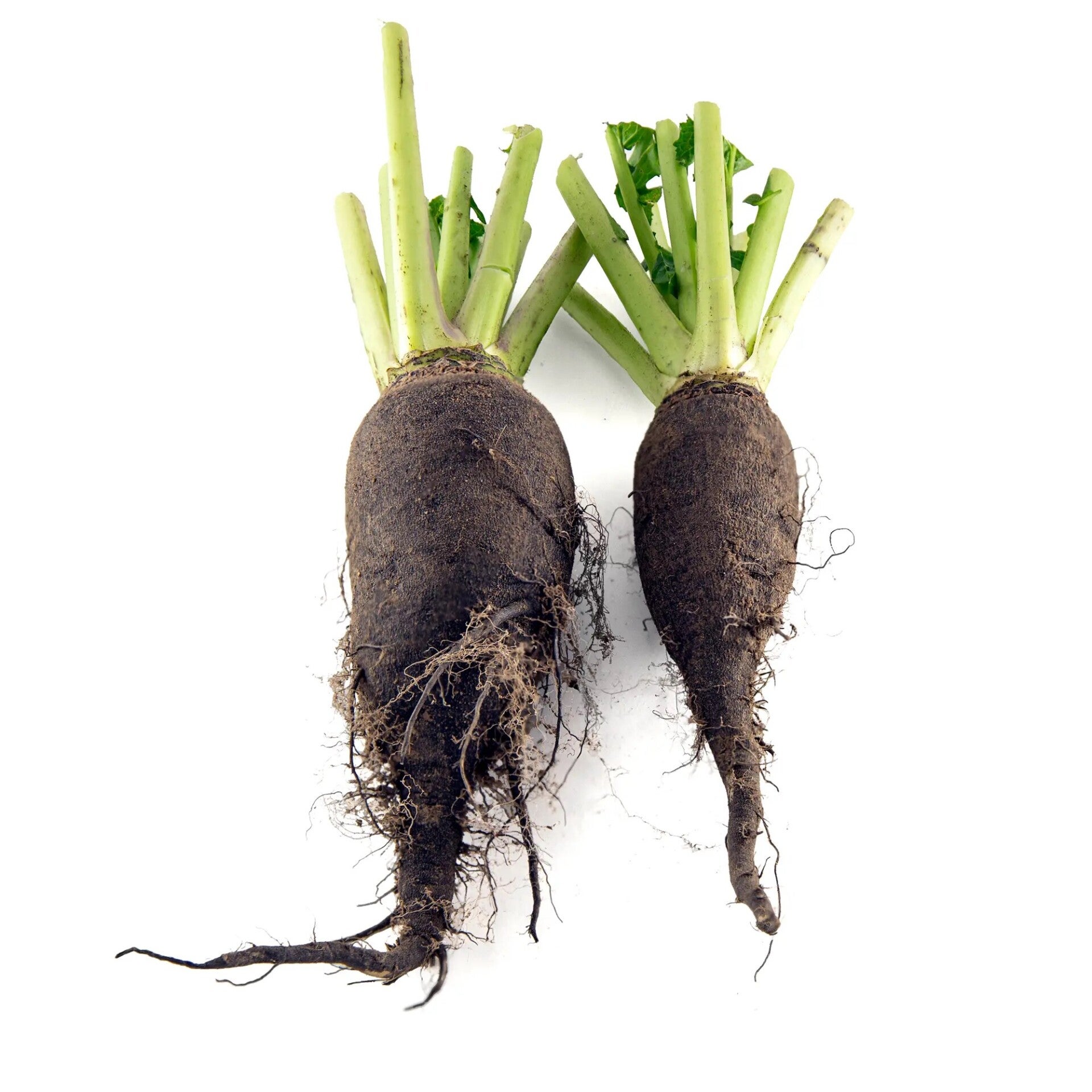 Black mountain turnip