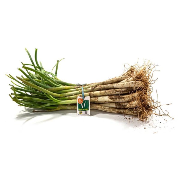 IGP Calçot de Valls