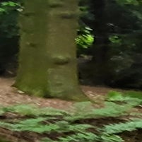 1000009739-standard.jpg