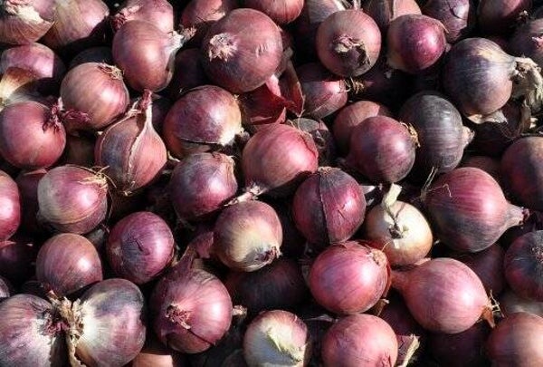 LL - Zwiebel rot Kilopreis