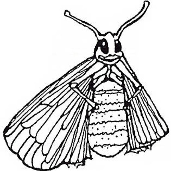 EI C1086/03 Benjamin Bug