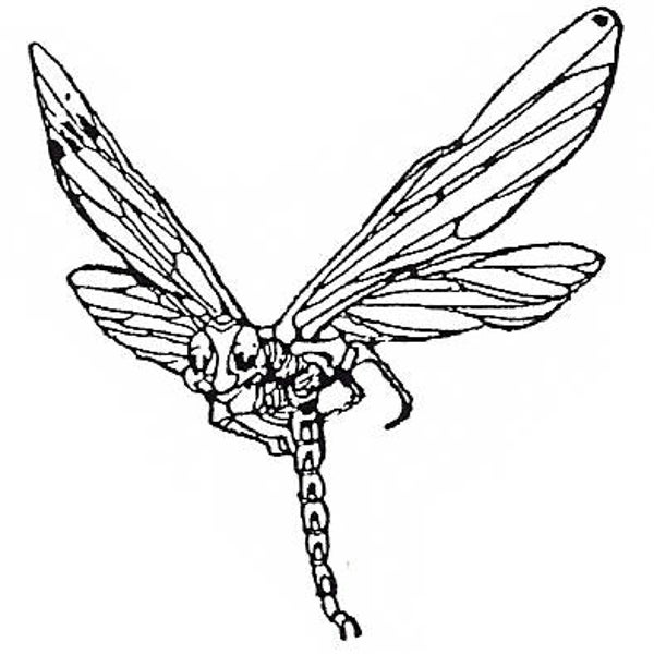 EI G1092/04/56 Myrtle