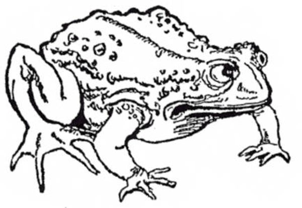 EI F1101/05/83 Toadally true