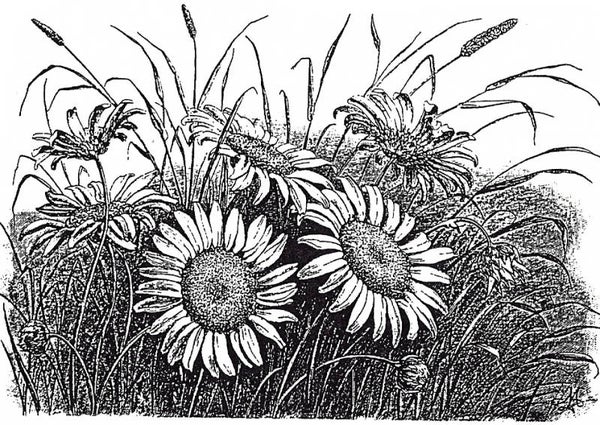 EI P1221/15/85 Daisy fields