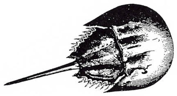 EI D1229/65 Horseshoe