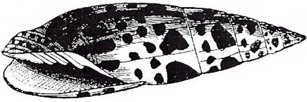 EI D1230/65 NH Shell