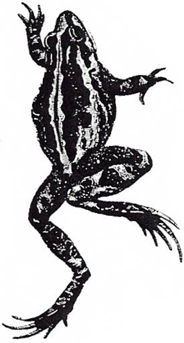 EI J1238/65 Long frog