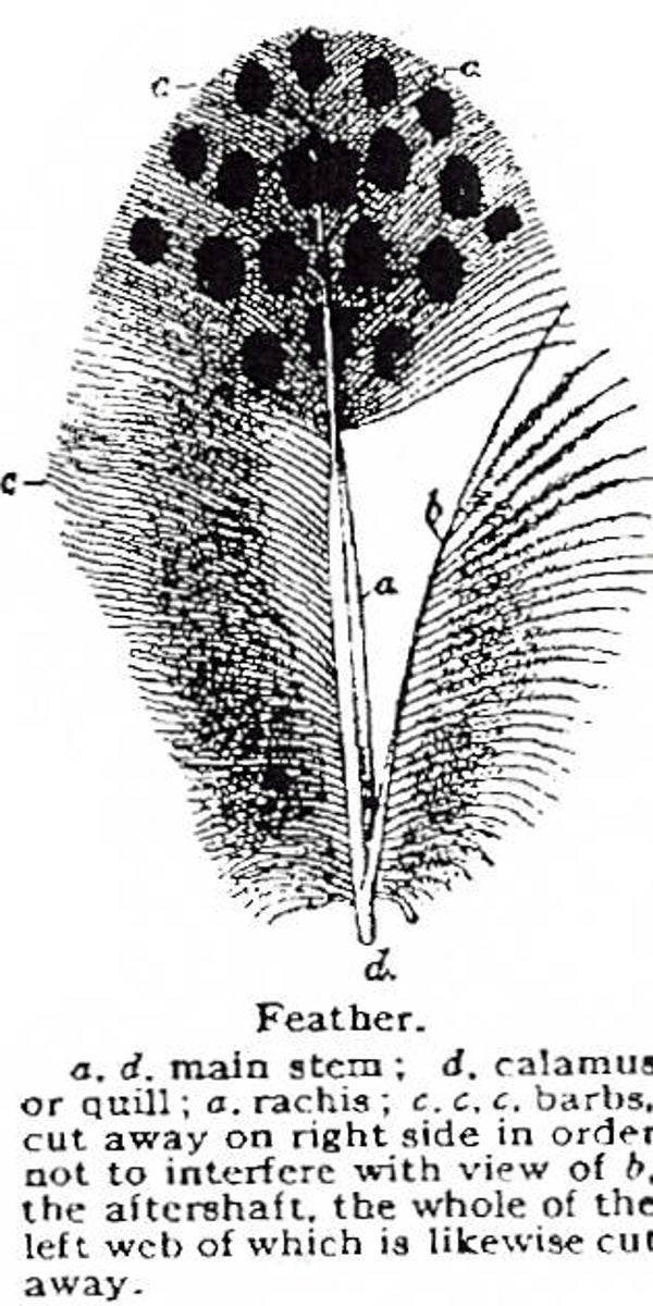 EI J1244/65 Detail feather