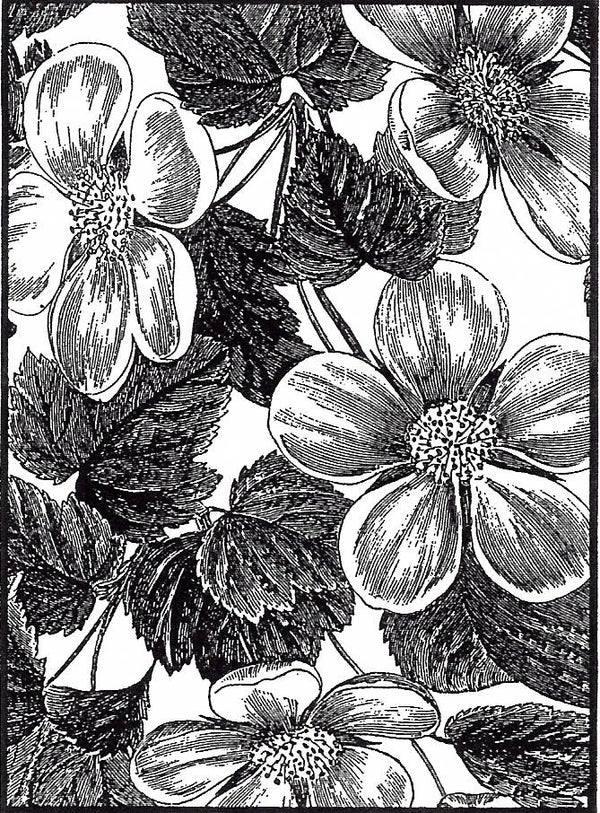 EI P1527/25 Another rectangle