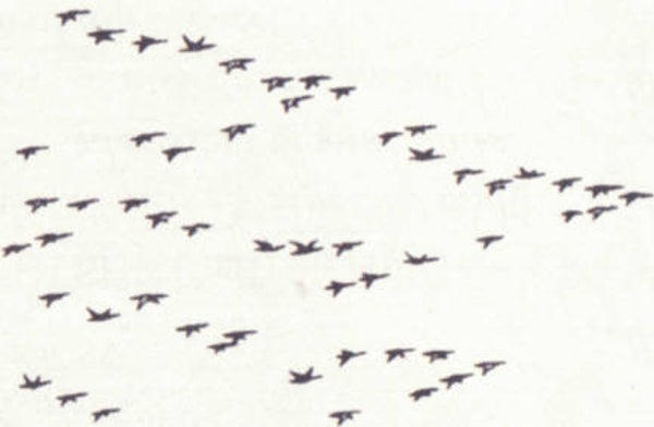 152D Migrating birds sm