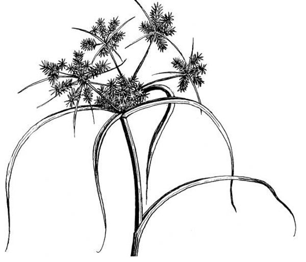 EI P2003/85 Cyperus sedge