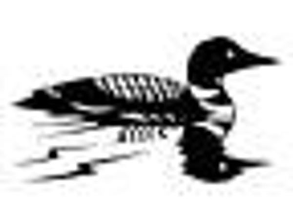 262A Loon with reflection