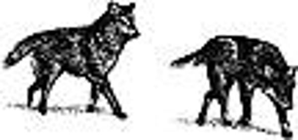 429A Wolves frolicking