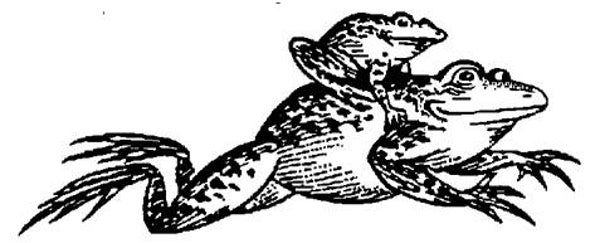 SW C05073/SWCP06 Springende kikkers