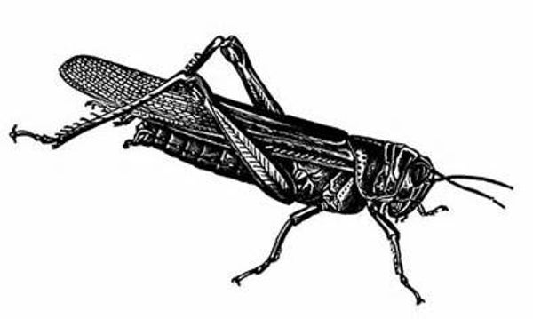 SW C05132/05 Grote sabelsprinkhaan klein