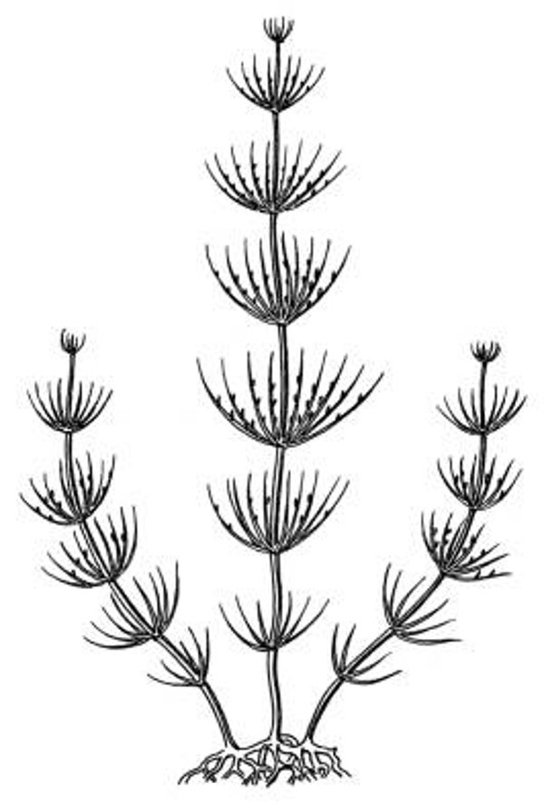 SW D09047/89 Muskusgras