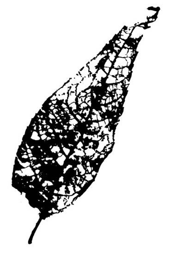 NS F9010 Pointed leaf