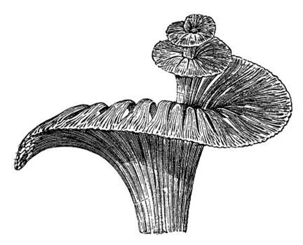 FAS G3103 Cochlear nerve