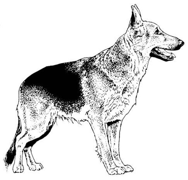 SW P13063/162 Duitse herder