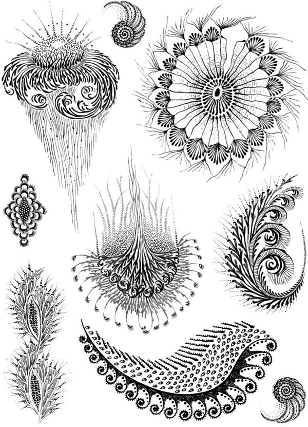 PLATESW091 Plate 091 Nature ornamental forms