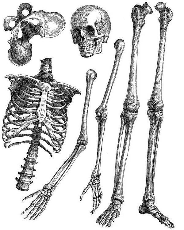 FAS R3101 Art doll skeleton