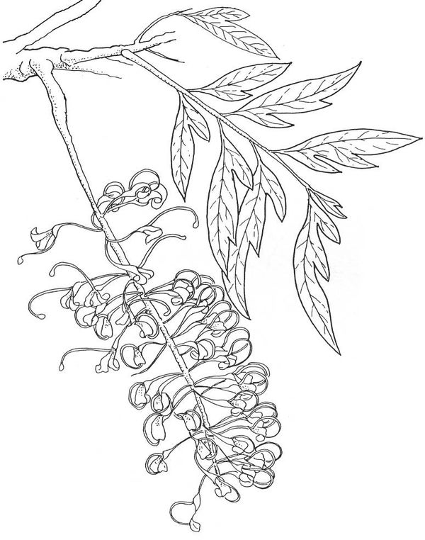 SW S10021/103 Silk oak