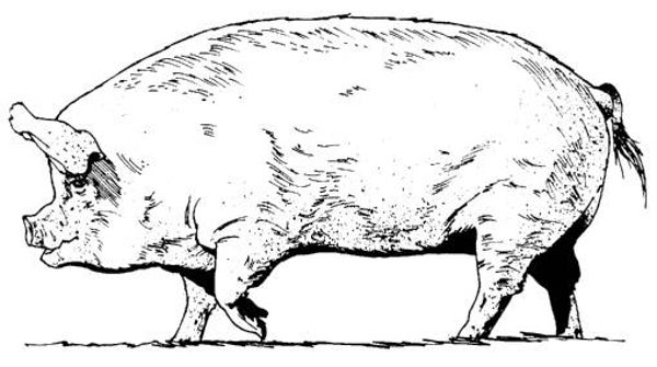 SW K13O72/163 Varken