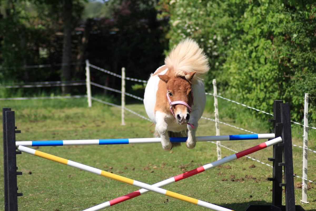Aan de slag met Mini-Jump: tips voor beginners / Blog | Mini-Jump ...