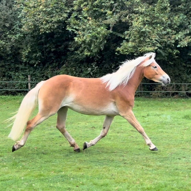 Haflinger Uniseks Flair zachte pantoffels met open rug - Vergelijk prijzen Haflinger Uniseks Flair zachte pantoffels met open rug - Vergelijk prijzen