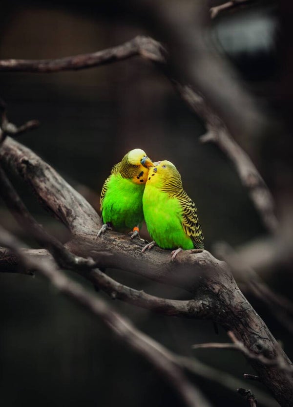 Postkaart - Lovebirds - by Twist Lifestyle