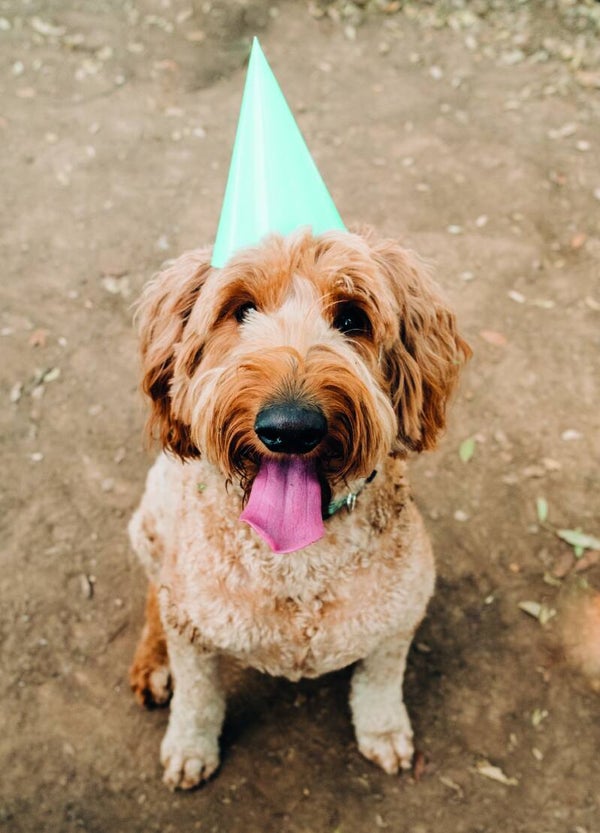 Postkaart - Feestbeest - by Twist Lifestyle