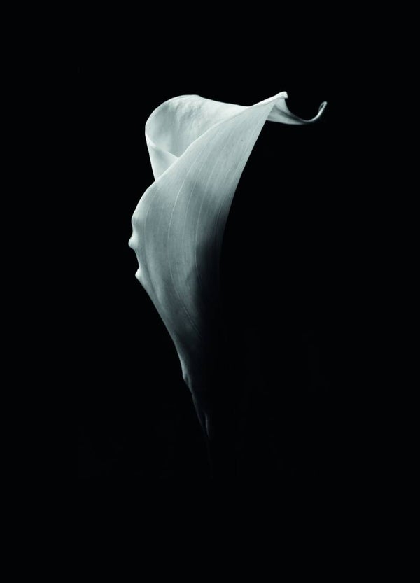 Postkaart - MOD - lelie zonder tekst - by Twist Lifestyle