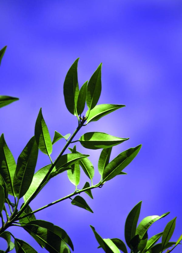 Postkaart - Nature- by Twist Lifestyle