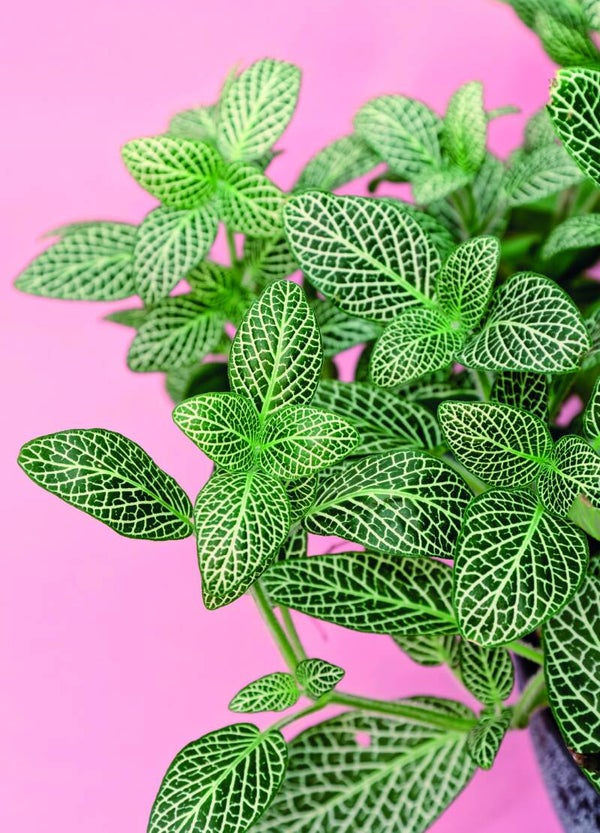 Postkaart - Nature - by Twist Lifestyle