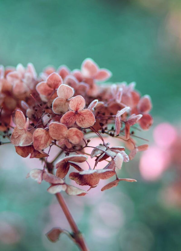 Postkaart - Hortensia pastel - by Twist Lifestyle