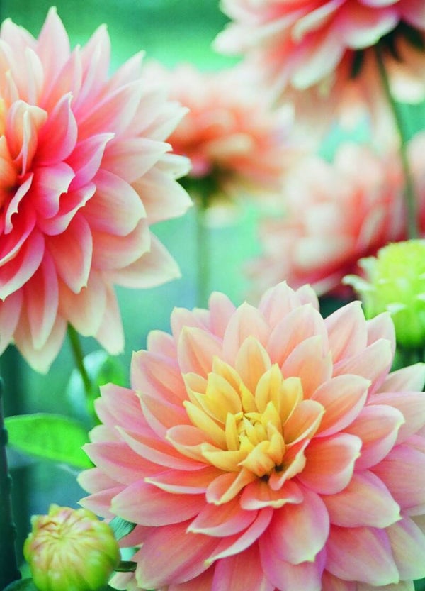 Postkaart - Dahlia - by Twist Lifestyle