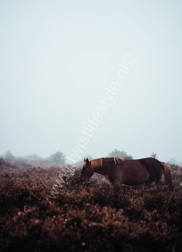 Postkaart - Paard - by Twist Lifestyle