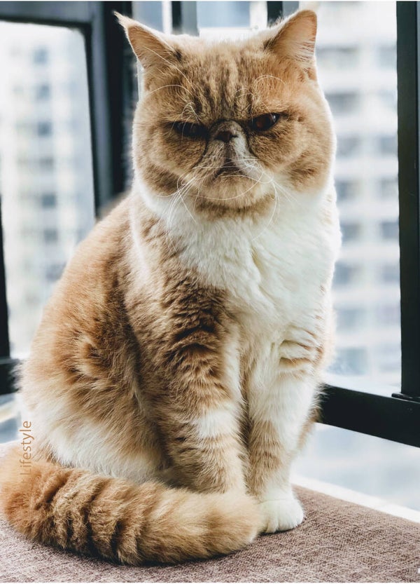 Postkaart - Poes! - by Twist Lifestyle