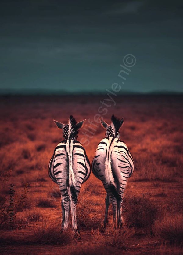 Postkaart - Zebrakoppel - by Twist Lifestyle