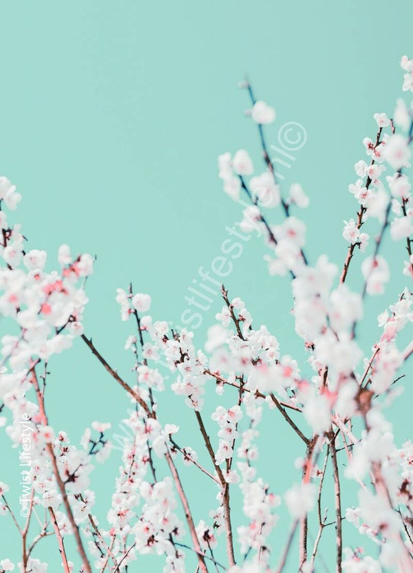 Postkaart - Bloesem - Natuur - by Twist Lifestyle