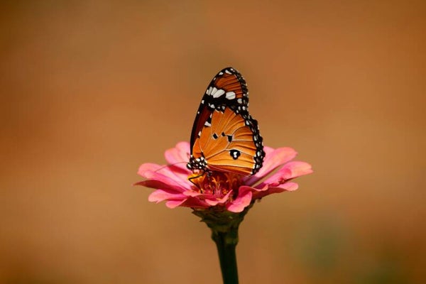 Inductiebeschermer - orange butterfly
