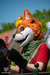 amersfoortfurwalkffs-37-standard.webp
