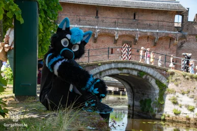 amersfoortfurwalkffs-44-standard.webp