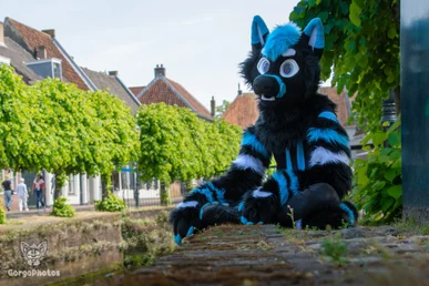 amersfoortfurwalkffs-47-standard.webp