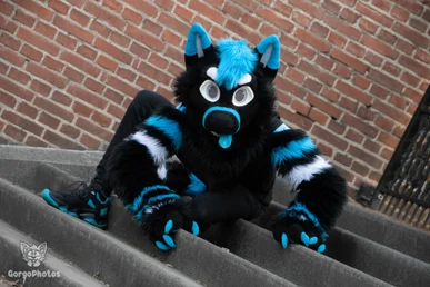 amersfoortfurwalkffs-75-standard.webp