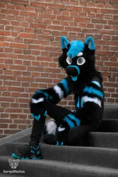 amersfoortfurwalkffs-76-standard.webp